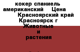 кокер спаниель (американский) › Цена ­ 20 000 - Красноярский край, Красноярск г. Животные и растения » Собаки   . Красноярский край,Красноярск г.